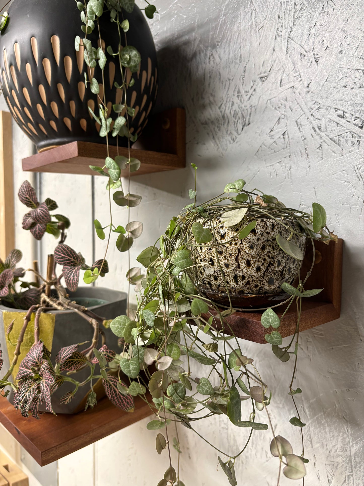 "Cultivate" - Plant Shelves